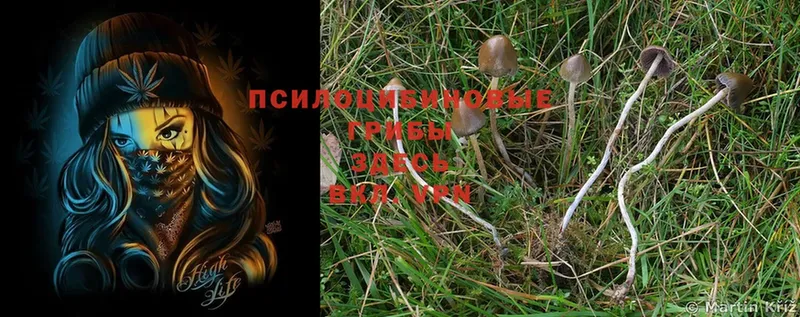 Галлюциногенные грибы Psilocybe  Северская 